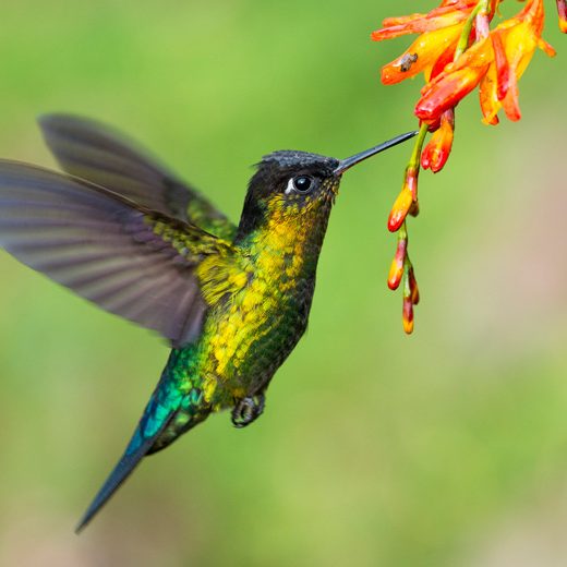 colibri-bird1